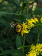 Bombus lucorum