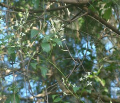 Clematis glycinoides