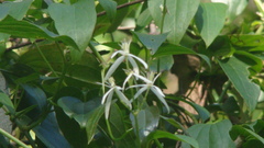 Clematis glycinoides