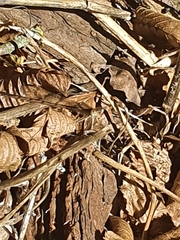 Sympecma fusca