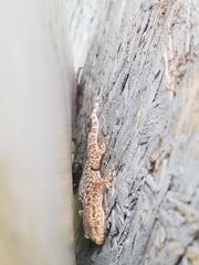 Hemidactylus turcicus