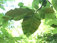 Litylenchus crenatae