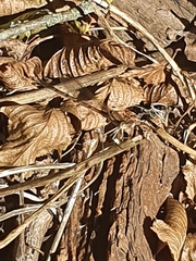 Sympecma fusca