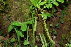 Pterocarya stenoptera