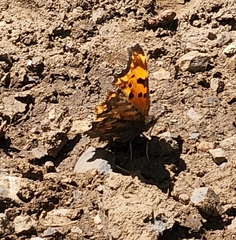 Polygonia gracilis