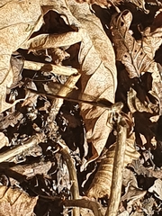 Sympecma fusca