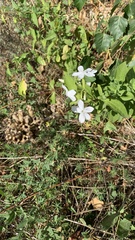 Saponaria officinalis
