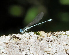 Argia bipunctulata