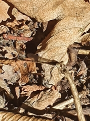 Sympecma fusca