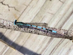 Argia bipunctulata