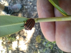 Graphosoma italicum italicum