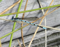 Argia bipunctulata