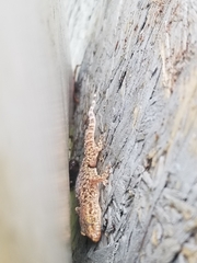 Hemidactylus turcicus