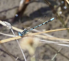 Argia bipunctulata