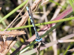 Argia bipunctulata
