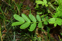 Pterocarya stenoptera