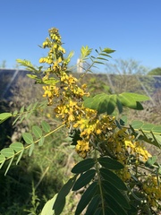Senna hebecarpa