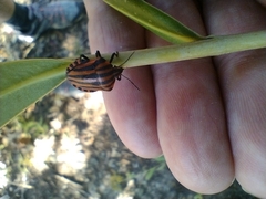 Graphosoma italicum italicum