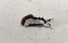 Eudryas unio
