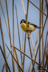 Tachuris rubrigastra