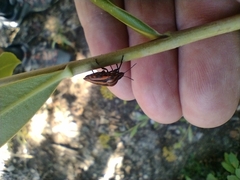Graphosoma italicum italicum