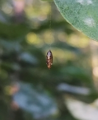 Meteorinae