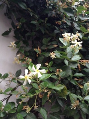 Trachelospermum jasminoides