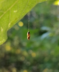 Meteorinae