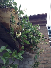 Trachelospermum jasminoides