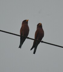 Eurystomus glaucurus