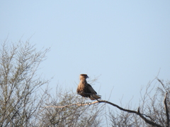 Caracara plancus
