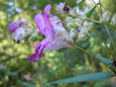 Impatiens glandulifera