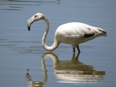 Phoenicopterus roseus