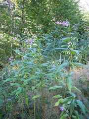 Impatiens glandulifera