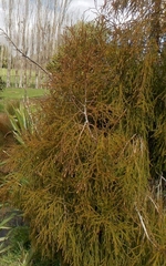 Dacrydium cupressinum