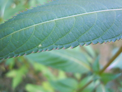 Impatiens glandulifera