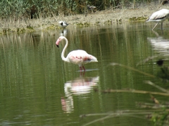Phoenicopterus roseus