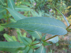 Impatiens glandulifera