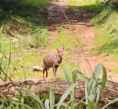 Tragelaphus sylvaticus meneliki