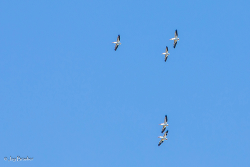 American White Pelican photographed in Michigan