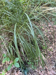 Miscanthus sinensis