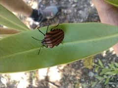 Graphosoma italicum italicum