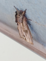 Oligocentria clarita