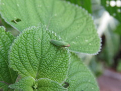 Draeculacephala soluta