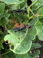 Sphecidae