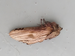 Oligocentria clarita