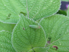 Draeculacephala soluta