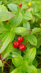 Cornus suecica