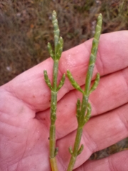 Salicornia