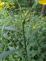 Verbesina alternifolia